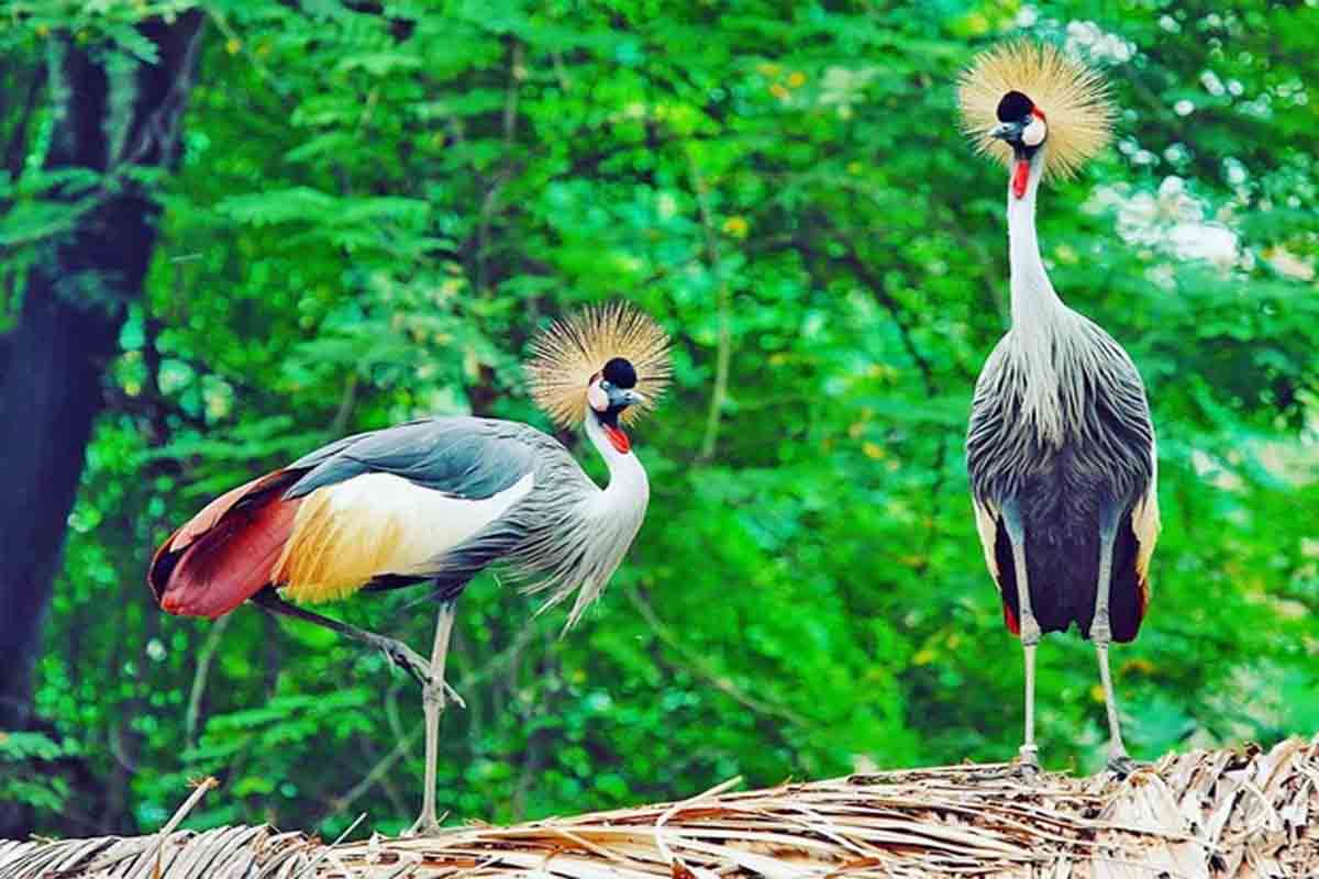 Khách sạn gần Thảo Cầm Viên - Lá phổi xanh giữa lòng thành phố